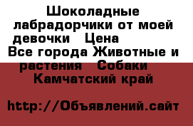 Шоколадные лабрадорчики от моей девочки › Цена ­ 25 000 - Все города Животные и растения » Собаки   . Камчатский край